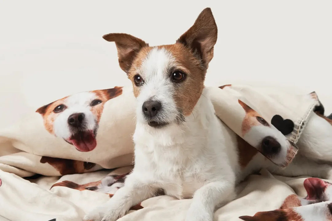 Personalisierte Geschenke für Haustierliebhaber - hey balu