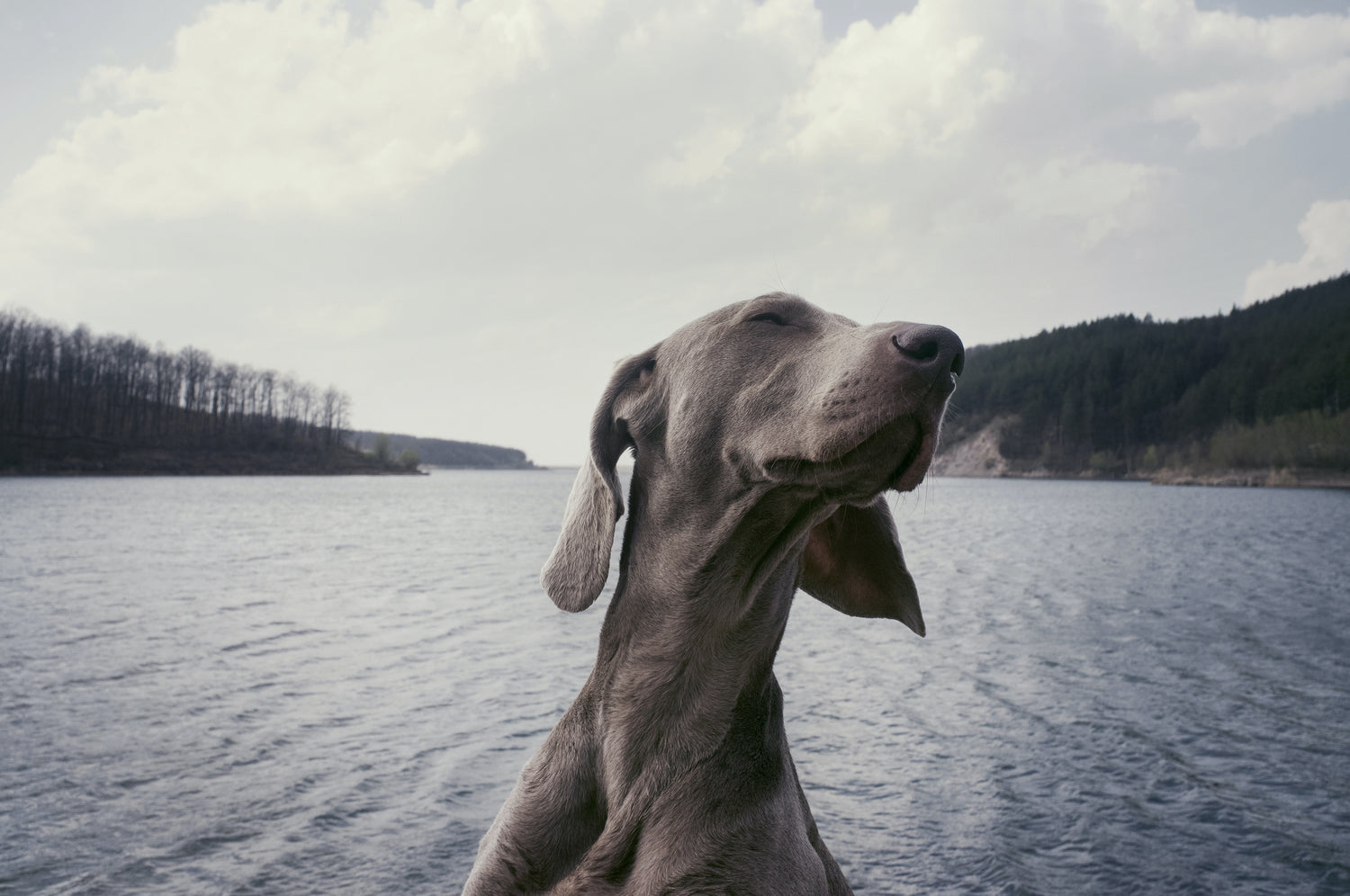 Die schönsten und emotionalsten Andenken an deinen Hund